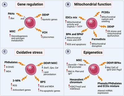 Which is the current knowledge on man-made endocrine- disrupting chemicals in follicular fluid? An overview of effects on ovarian function and reproductive health